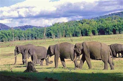 Asian Elephants in the Nilgiri Landscape, India | Whitley Award