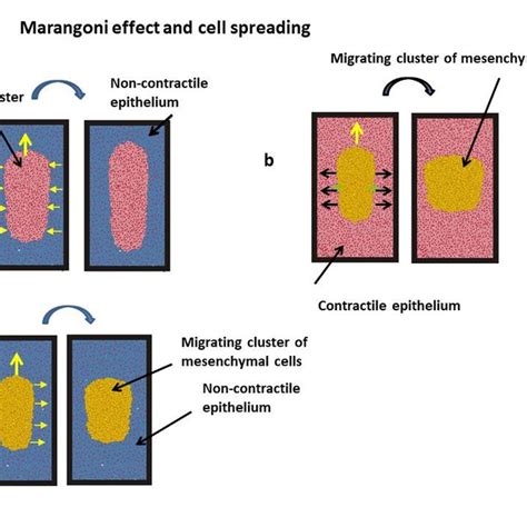 (PDF) Marangoni effect and cell spreading