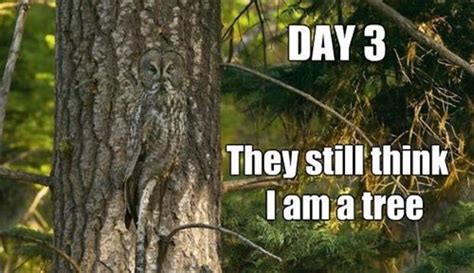 funny owls - Dump A Day