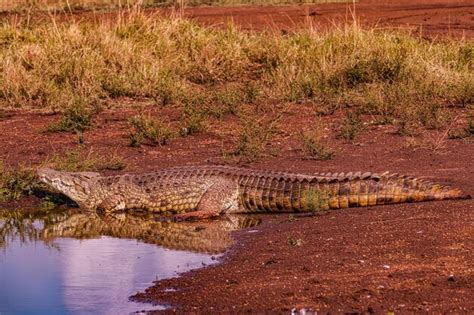 Premium Photo | Closeup of a formidable saltwater crocodile apex ...