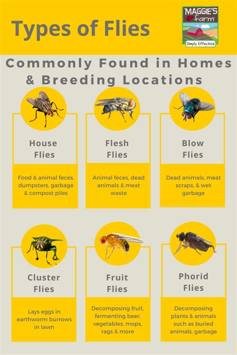 Facts About Cluster Flies – Maggie's Farm Ltd