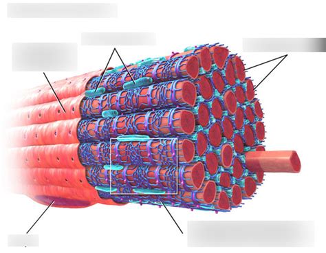 A & P Lab Practical: Microscopic Muscle Fiber Diagram | Quizlet