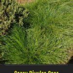 Learn Carex Divulsa Care: All About Growing Grassland Sedge