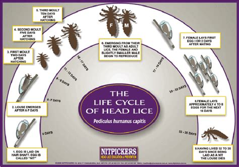 Louse Life Cycle