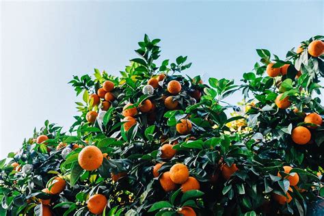 Satsuma Fruit Trees - Satsuma Tree With Fruit Satsuma Or Tangerine Tree With Fruit Ready For ...