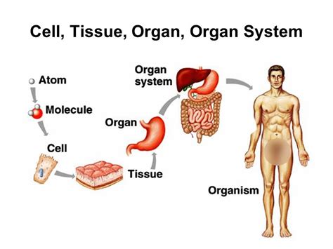 Cell Structure and Function - Unicellular and Multicellular Organisms ...