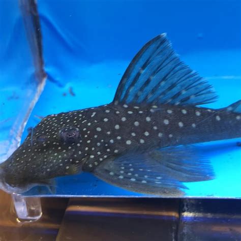 Blue phantom pleco - live saltwater aND FRESHWATER FISH