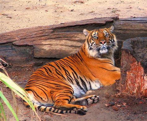 Streaking for stripes: Running wild for Sumatran tigers - Canadian ...