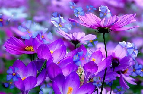 Flowers background, pretty, purple, background, flowers, garden, bonito ...