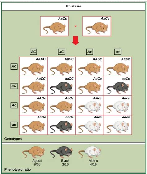 Epistasis - Definition and Examples - Biology Online Dictionary