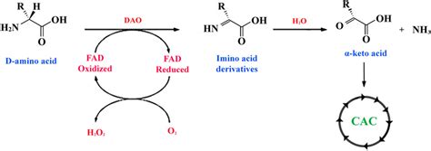 Reaction of oxidative deamination of D-amino acids. The amino acid... | Download Scientific Diagram