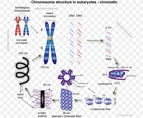 Eukaryotic Gene Structure Diagram