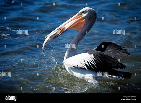 Large pelican eating a fish Stock Photo - Alamy