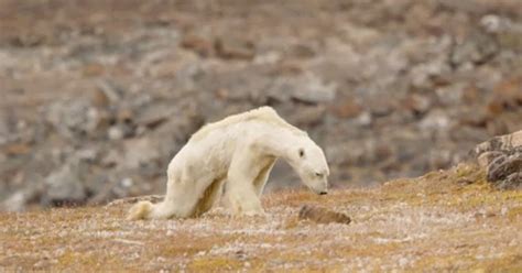 This Starving Polar Bear Broke a Photographer's Heart | PetaPixel
