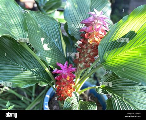 Second bloom on my orange torch ginger plant Stock Photo - Alamy