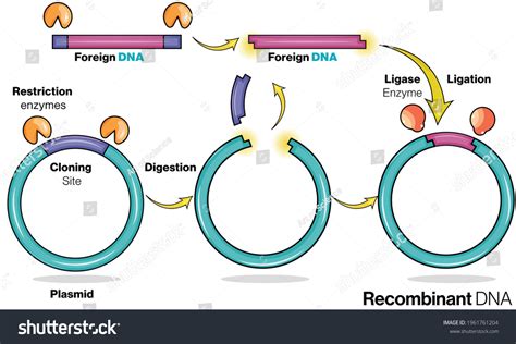 Recombinant Dna Diagram