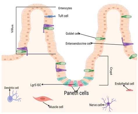 Paneth Cells Function