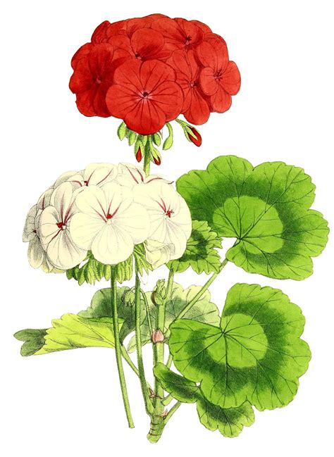 Red Geraniums Clip Art