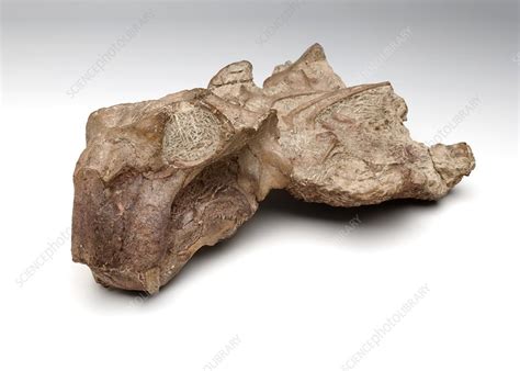 Lystrosaurus fossil - Stock Image - C023/6604 - Science Photo Library