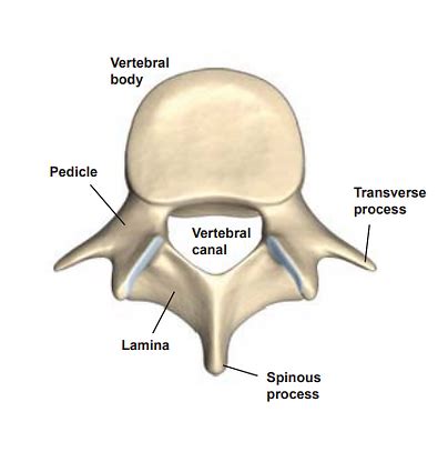 NorTex Spine & Joint Institute | Anatomy of the Spine