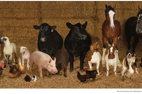 Minnesota State Fair animals featured in commemorative photo