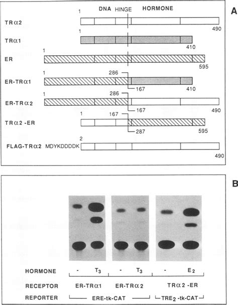 Hybrid receptor analysis. (A) The T R C( 2 schematic representation ...