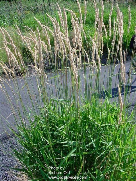 Phalaris arundinacea - Alchetron, The Free Social Encyclopedia