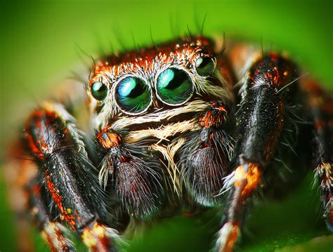 File:Flickr - Lukjonis - Male Jumping spider - Evarcha arcuata (Set of ...