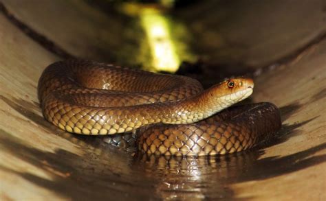 Deadly Snake Bite and Imminent Death Not Enough to Keep Aussie Man From ...