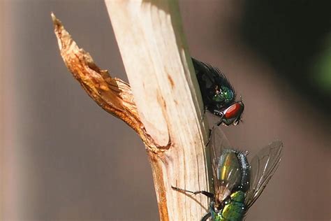 Botflies in Cats - Symptoms, Causes, Diagnosis, Treatment, Recovery, Management, Cost