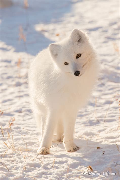Magnificent Arctic Foxes of Manitoba | Steve and Marian Uffman Nature ...
