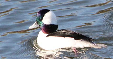 BirdCam on Cheltenham: Bufflehead ducks