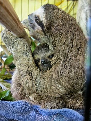 sloth hugs | Matthew cuddles with Cody | umpbump | Flickr