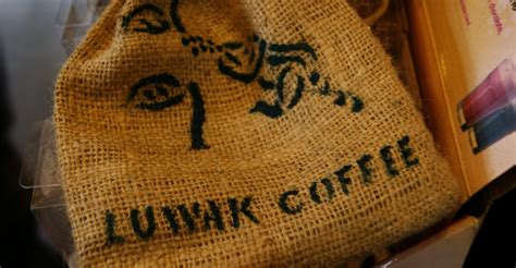 The Kopi Luwak: its history, its rarity and its lack of ethics – Coffee Geek