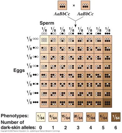 Biology Snippets: What type of traits are polygenic?