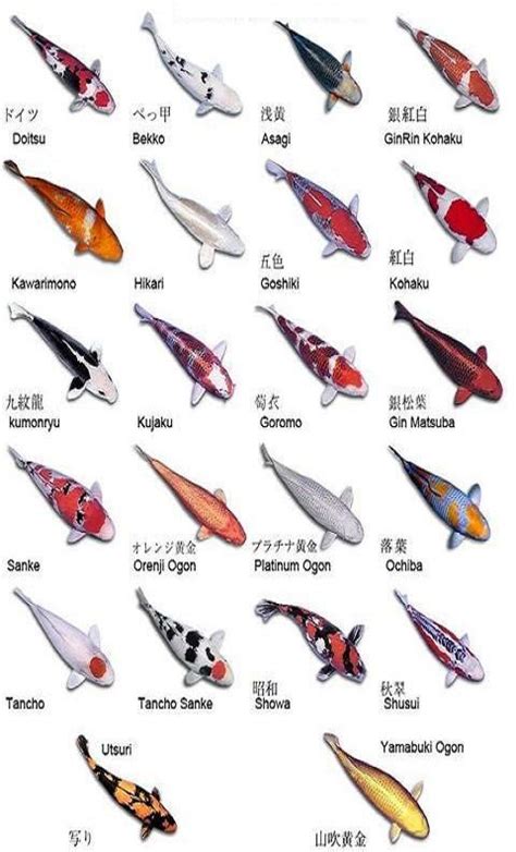 types of koi fish Various types of koi fish and their color pattern ...