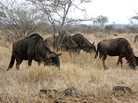 Wildebeest Herd: Kruger NP by kbs on DeviantArt