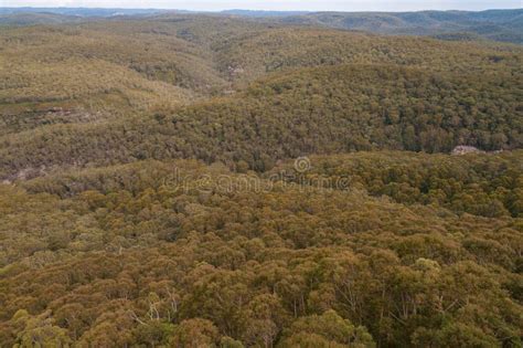 Aerial View of Eucalyptus Forest Stock Photo - Image of picturesque, wanderlust: 114096342