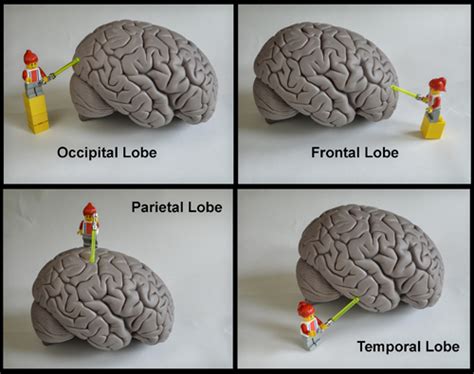 Brain Diagram Lobes