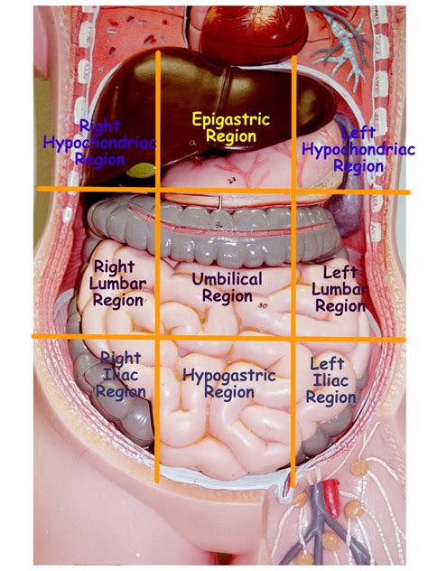 腹腔分區(abdominal region) - 小小整理網站 Smallcollation