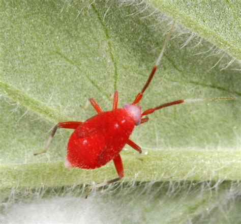 Tiny red plant bug | Family Miridae--can't get beyond that. … | Flickr