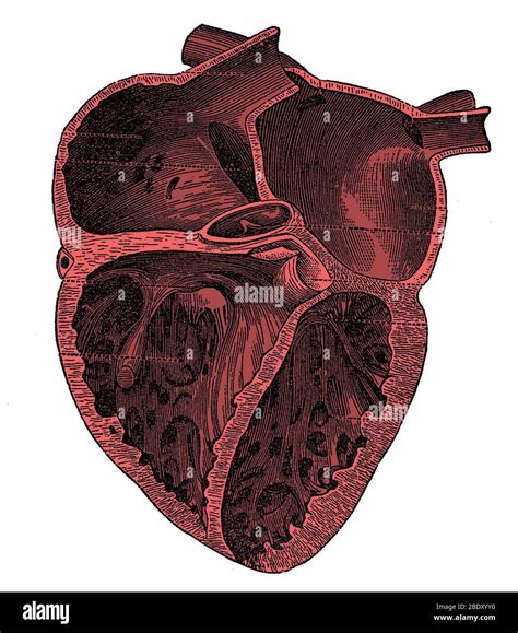 Heart Chambers High Resolution Stock Photography and Images - Alamy