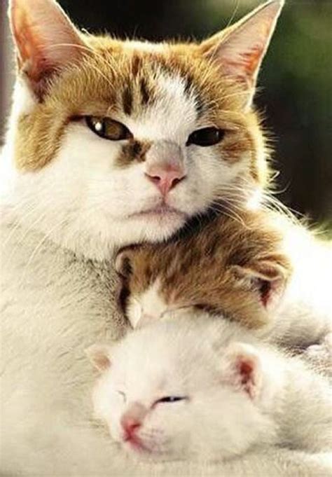 22 Adorable Pictures of Mother Cats with Their Kittens - We Love Cats and Kittens