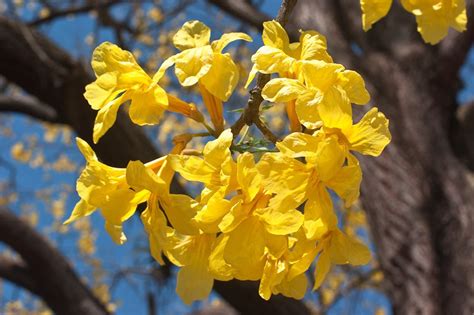 Tabebuia guayacan | Flowering trees, Enchanted tree, Nature