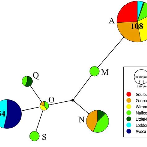 Haplotype network for Victorian populations. Circles represent each ...