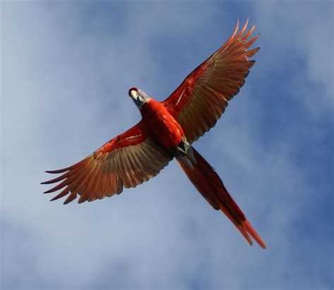 Scarlet macaw in flight - Macaws Photo (30728122) - Fanpop