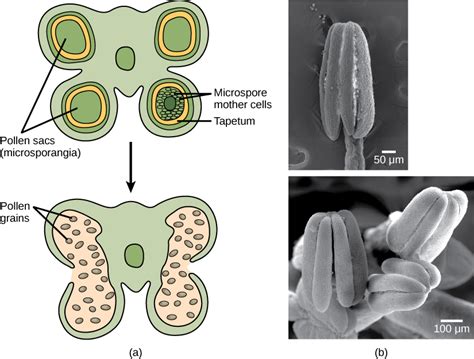 botany - is it necessary that every theca of an angiospermic anther must contain two ...