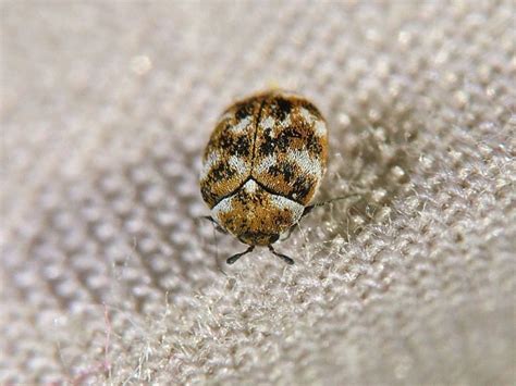 Best Ways to Detect and Treat Carpet Beetles | Acacia Pest Control Geelong