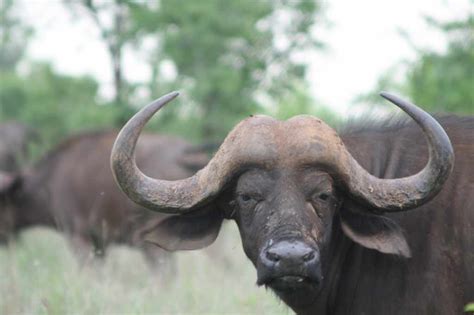 buffel is een sociaal en zeer solidair levend dier in Afrika.