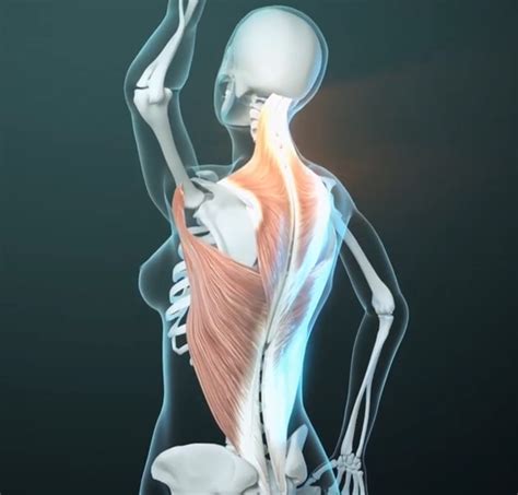 Thoracolumbar Fascia Stretch - Capable Body